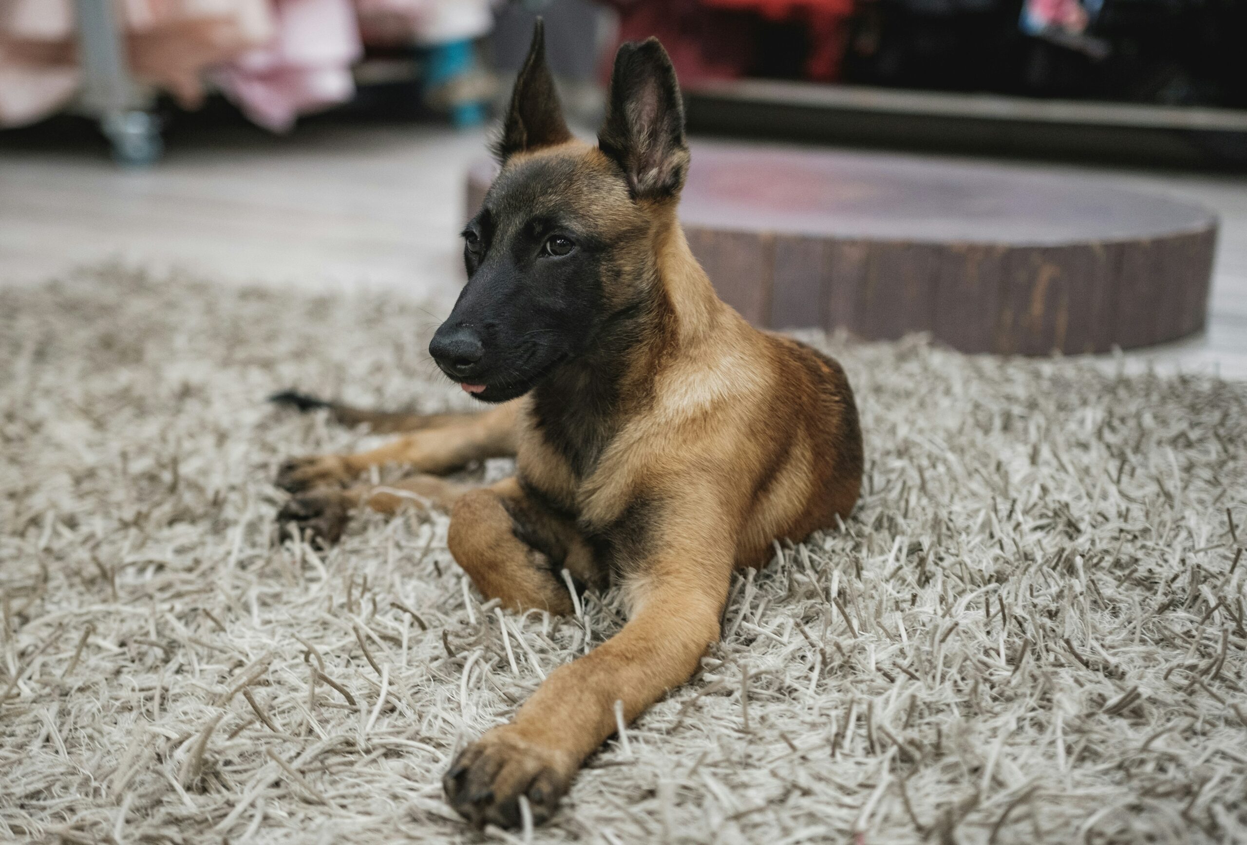 Belgian Malinois puppy India